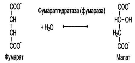 Ферменты, их химическая природа, структурная организация, свойства. Сходство и отличия ферментов и небелковых катализаторов. - student2.ru