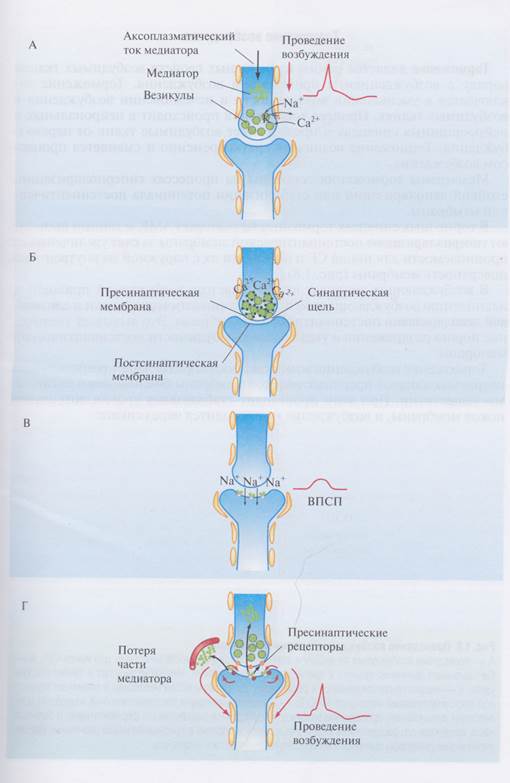 Функциональные свойства синапсов - student2.ru