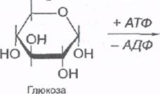 Гексозодифосфатный путь (ГДФ-путь) - student2.ru