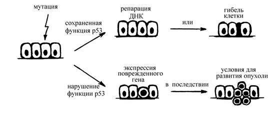 Гены, участвующие в канцерогенезе - student2.ru