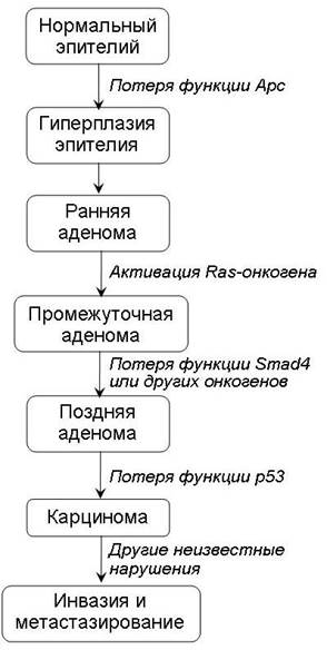 Гены, участвующие в канцерогенезе - student2.ru