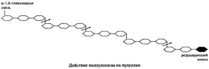 Гидролитические ферменты - student2.ru