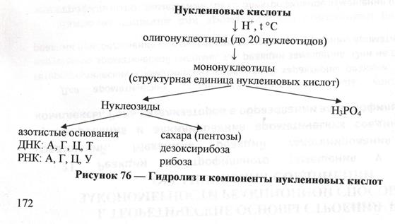 Гидролиз и компоненты нуклеиновых кислот - student2.ru