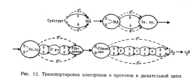 глава 6. биологическое окисление - student2.ru