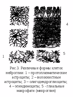 Глиальные клетки: их разновидности и функции - student2.ru