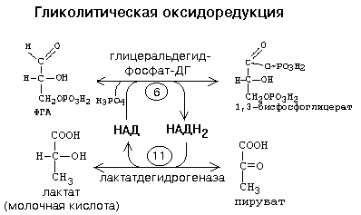 гликолиз. гликогенолиз. гликолитическая оксидоредукция. обращение гликолиза - student2.ru