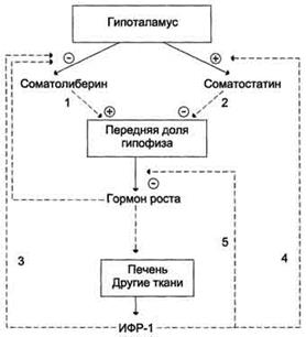 Гормоны гипоталамуса и передней доли гипофиза, химическая природа и биологическая роль. - student2.ru