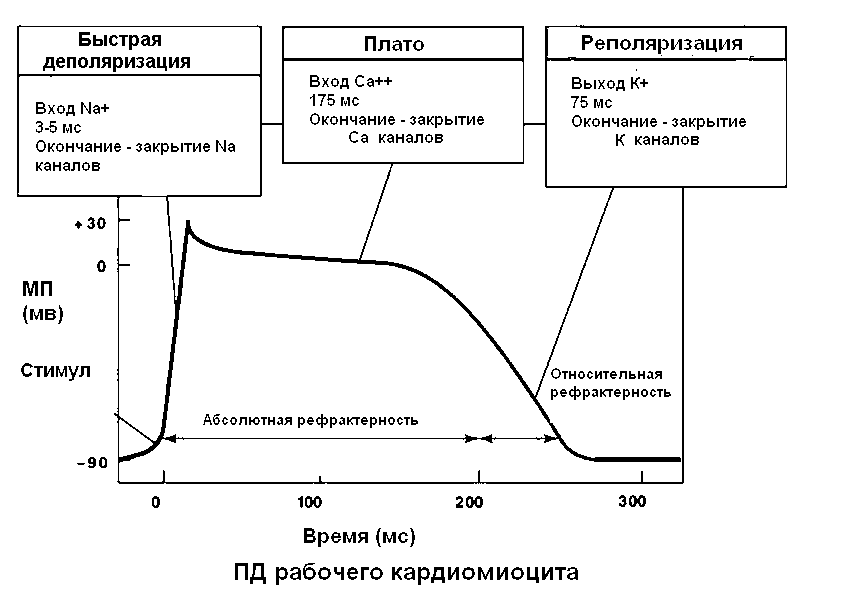 Гуморальная и нервная регуляция, осоенности, отличия. Где совместно работают. - student2.ru