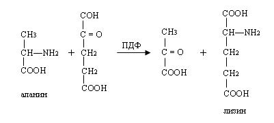 II.1. Аминотрансферазы - student2.ru