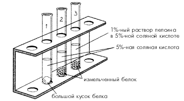 II. Механическое и химическое расщепление белков - student2.ru