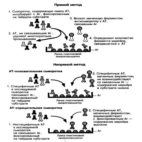 Иммуноферментный анализ. Иммуноблотинг. Механизм реакции. Компоненты. Применение - student2.ru