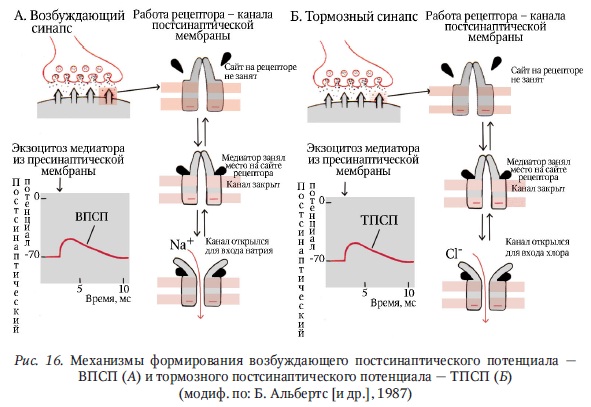 Интегративная функция нейронов центральной нервной системы - student2.ru