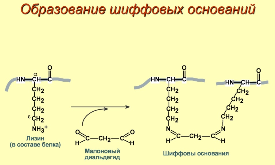 Итог: активация реакций катаболизма углеводов и жиров как источника энергии - student2.ru