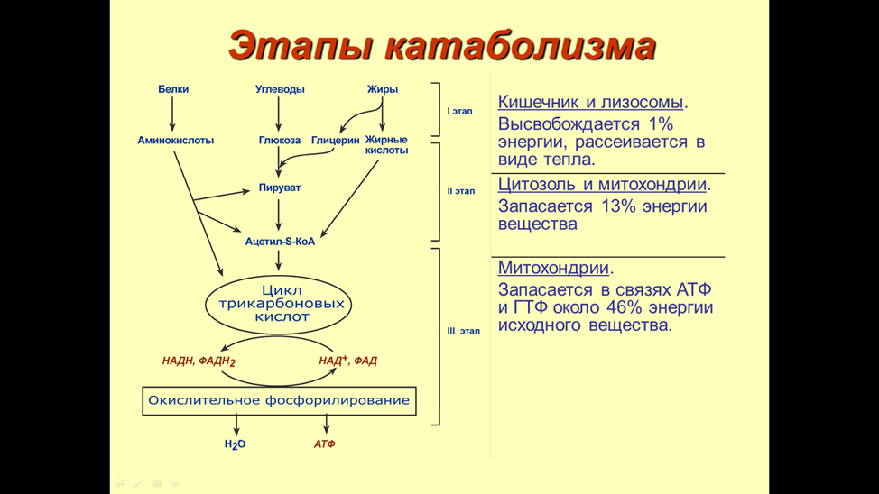 Итог: активация реакций катаболизма углеводов и жиров как источника энергии - student2.ru