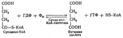 Итог: активация реакций катаболизма углеводов и жиров как источника энергии - student2.ru