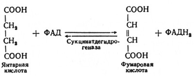 Итог: активация реакций катаболизма углеводов и жиров как источника энергии - student2.ru