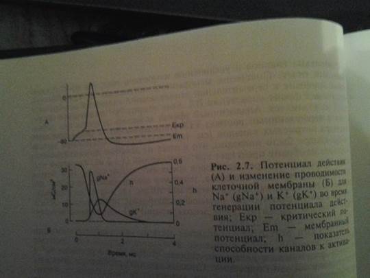Изменения возбудимости клетки во время её возбуждения - student2.ru