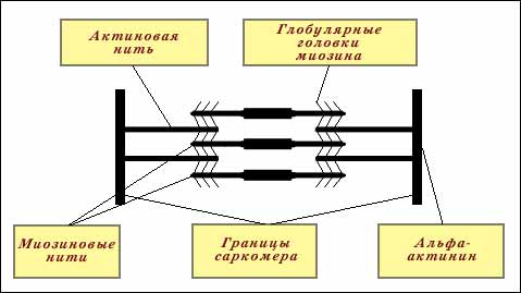 Изменения возбудимости клетки во время её возбуждения - student2.ru