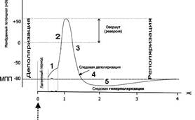 Изменения возбудимости клетки во время её возбуждения - student2.ru