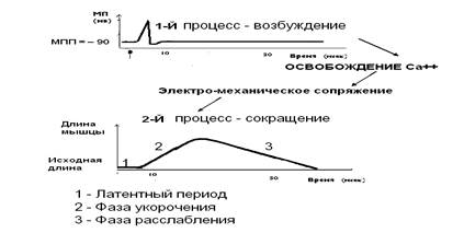 Изменения возбудимости клетки во время её возбуждения - student2.ru