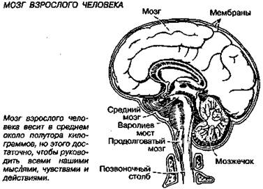 как функционирует наш мозг? - student2.ru