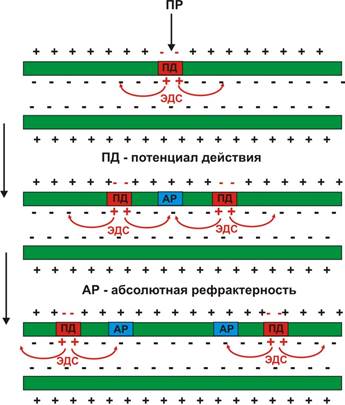 Характеристика нервных волокон по Эрлангеру-Гассеру - student2.ru