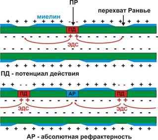 Характеристика нервных волокон по Эрлангеру-Гассеру - student2.ru