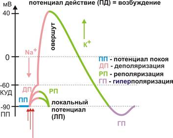 Характеристика нервных волокон по Эрлангеру-Гассеру - student2.ru