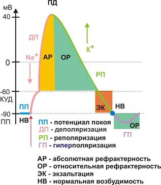 Характеристика нервных волокон по Эрлангеру-Гассеру - student2.ru