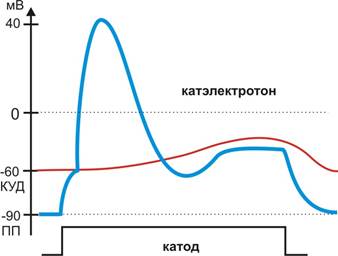 Характеристика нервных волокон по Эрлангеру-Гассеру - student2.ru