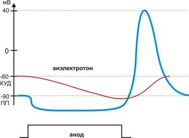 Характеристика нервных волокон по Эрлангеру-Гассеру - student2.ru