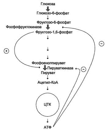 Характеристика основных видов регуляции активности ферментов в клетках живого организма. - student2.ru