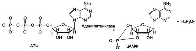 Характеристика основных видов регуляции активности ферментов в клетках живого организма. - student2.ru