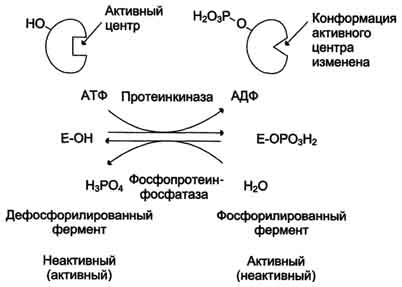 Характеристика основных видов регуляции активности ферментов в клетках живого организма. - student2.ru