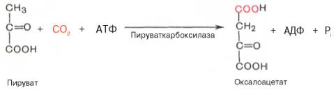 Характеристика основных видов регуляции активности ферментов в клетках живого организма. - student2.ru