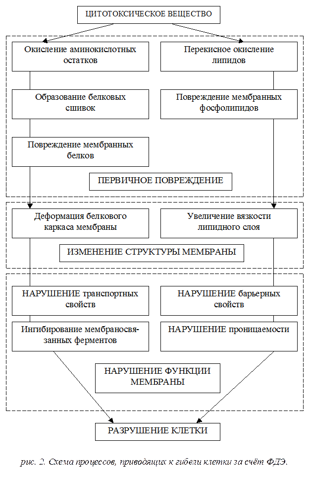 Характерные особенности изучаемых в работе ФС. - student2.ru