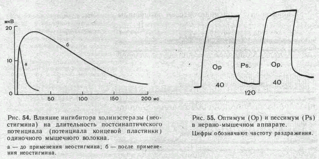 Холинэстераза и ее роль в процессах нервно-мышечной передачи - student2.ru