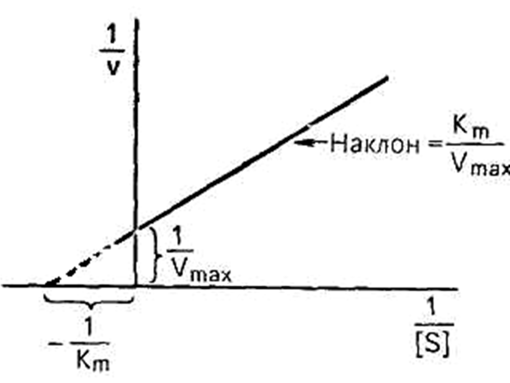 кинетика ферментативных реакций - student2.ru