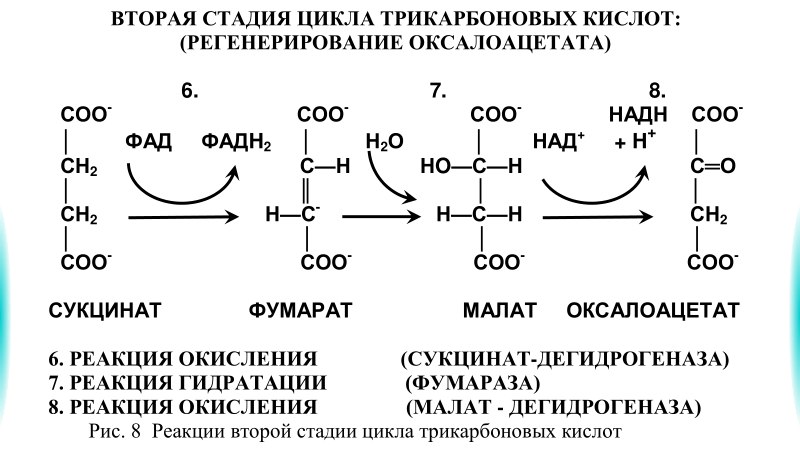 кислот. отметьте значение реакций дегидрирования и реакции - student2.ru