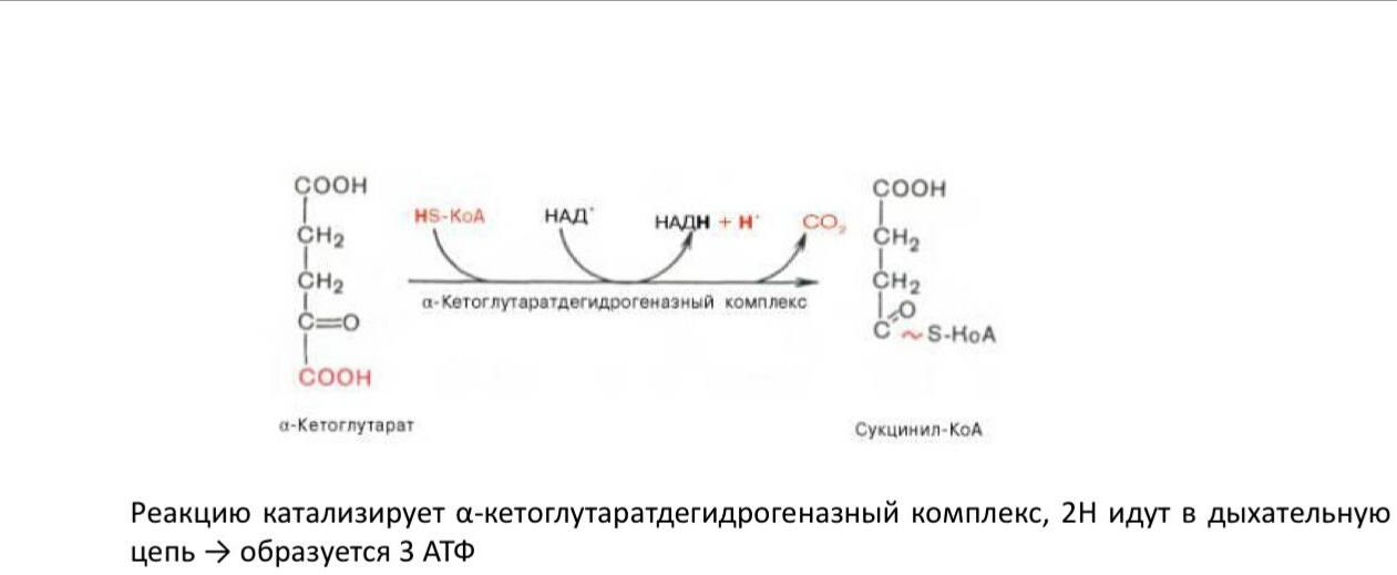 кислот. отметьте значение реакций дегидрирования и реакции - student2.ru