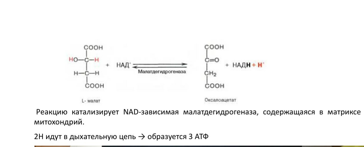 кислот. отметьте значение реакций дегидрирования и реакции - student2.ru