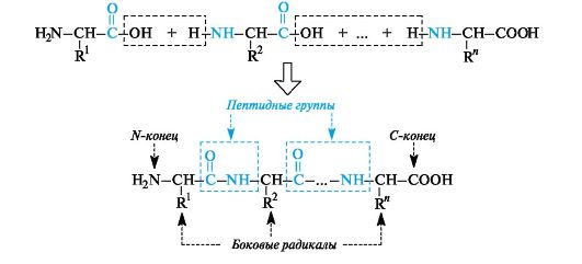 Кислотно-основные свойства a-аминокислот. - student2.ru