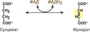 Класс – оксидоредуктазы - student2.ru