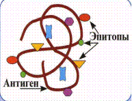 классификация иммуноглобулинов - student2.ru