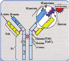 классификация иммуноглобулинов - student2.ru