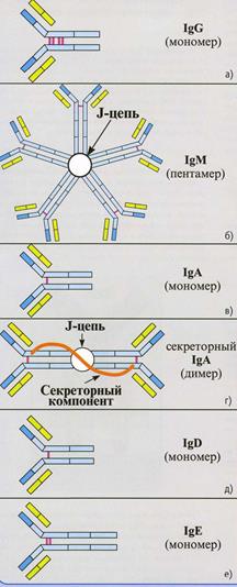 классификация иммуноглобулинов - student2.ru