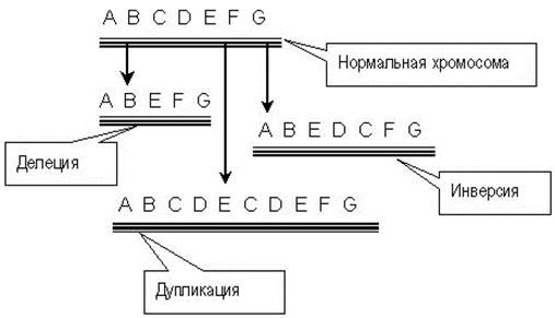 Классификация мутаций на хромосомном уровне - student2.ru