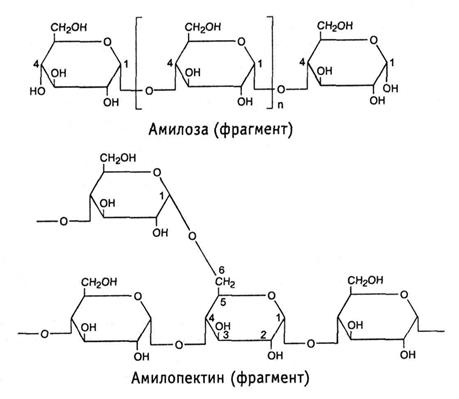классификация полисахаридов - student2.ru