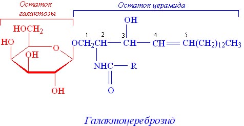 классификация сложных липидов. - student2.ru