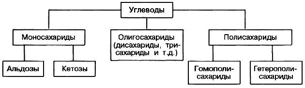 Классификация углеводов. Государственное образовательное учреждение высшего профессионального - student2.ru